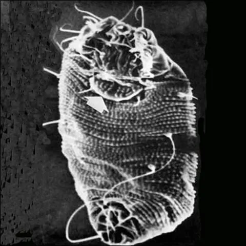 thumbnail for publication: Blueberry Bud Mite, Acalitus vaccinii (Keifer) (Arachnida: Acari: Eriophyidae)